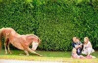 Фото — ТЕМПО, КІННИЙ КЛУБ