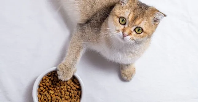 Как выбрать наилучшее питание для вашего любимца